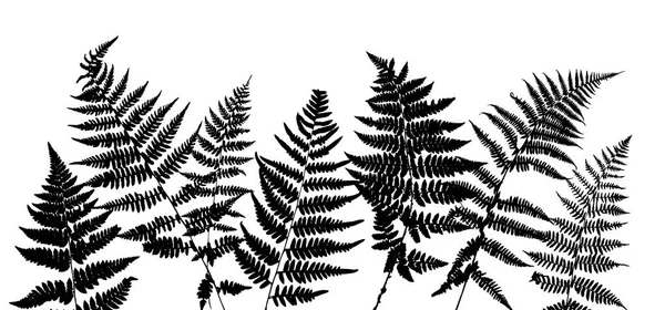 Фон с листьями папоротника — стоковый вектор