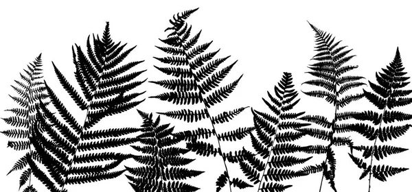 シダの葉と背景 — ストックベクタ