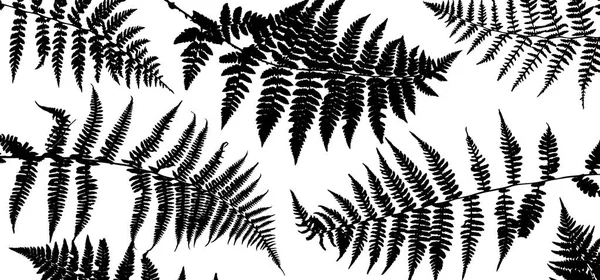 Background with fern leaves — Stock Vector