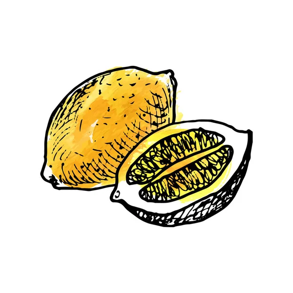 Tinta vetorial desenho limão —  Vetores de Stock