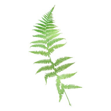 suluboya fern yaprak siluet