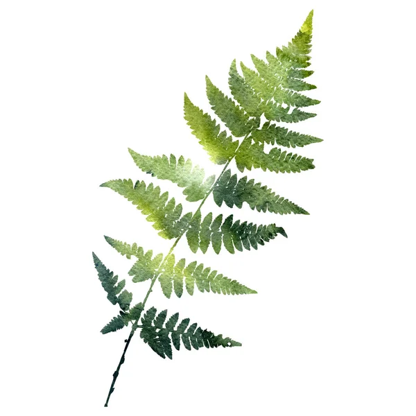 Watercolor fern leaf silhouette — Stock Photo, Image