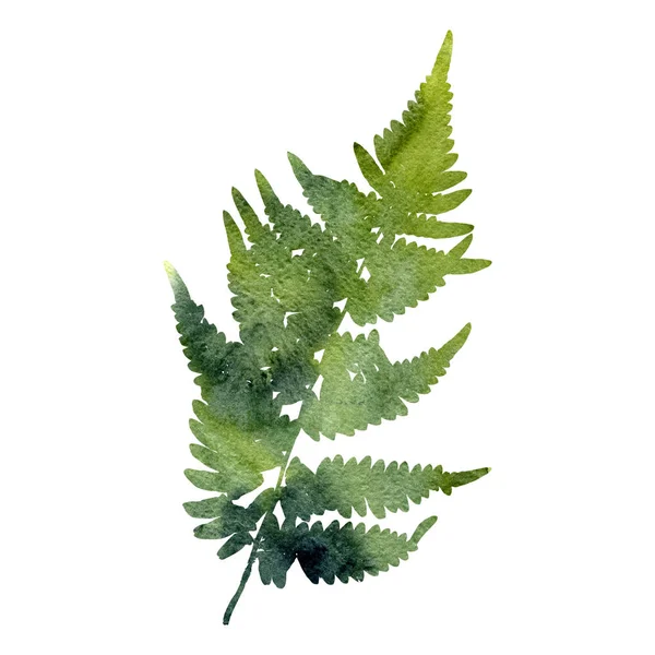 Aquarel fern blad silhouet — Stockfoto