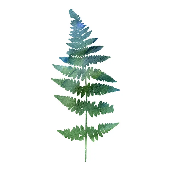 Aquarel fern blad silhouet — Stockfoto