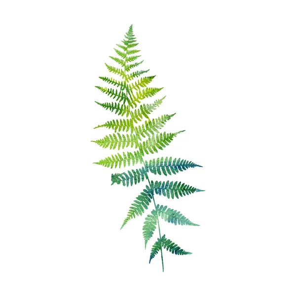 Watercolor fern leaf silhouette — Stock Photo, Image