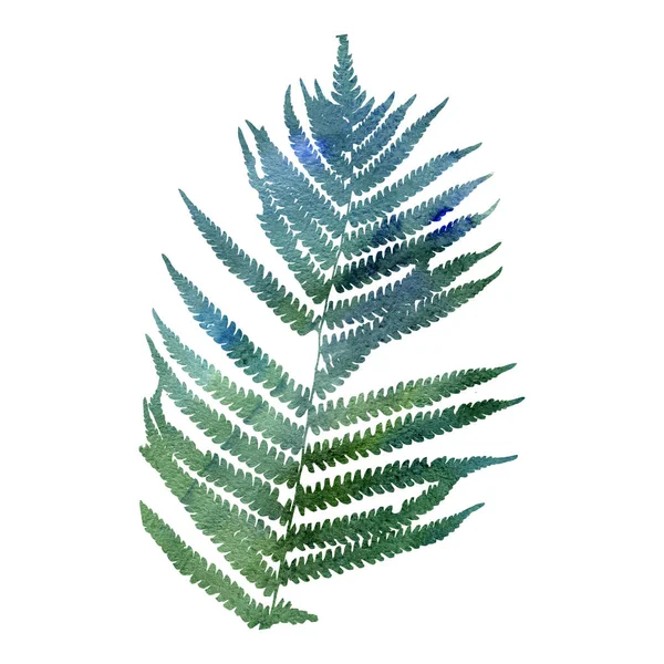 Watercolor fern leaf silhouette — Stock Photo, Image