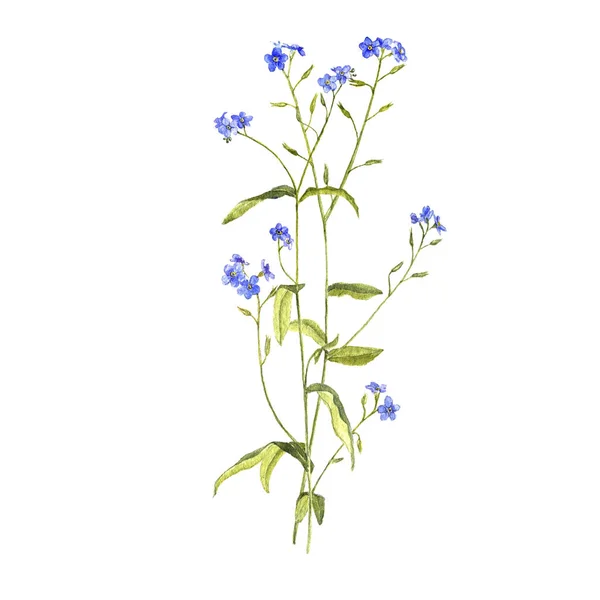 Aquarelle dessin fleur de forget-me-nots — Photo