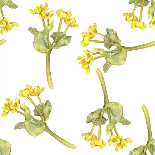 Bezproblémové vzor s květy močálu marigold — Stock fotografie