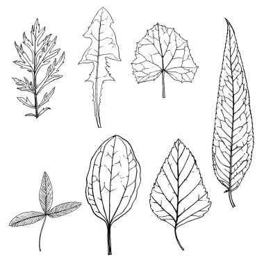 vektör çizim bitki