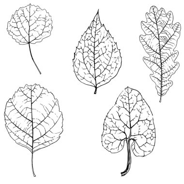 vektör çizim bitki