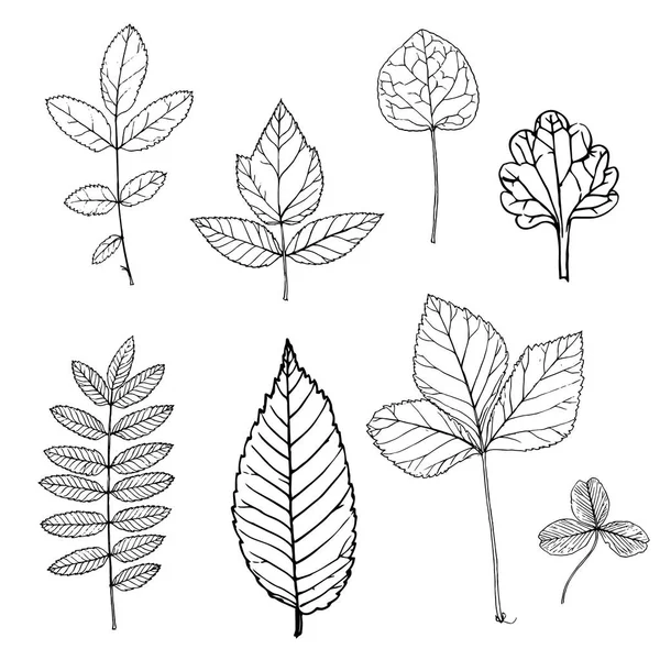 Dessin Vectoriel Feuilles Plantes Arbres Sauvages Illustration Botanique Éléments Floraux — Image vectorielle