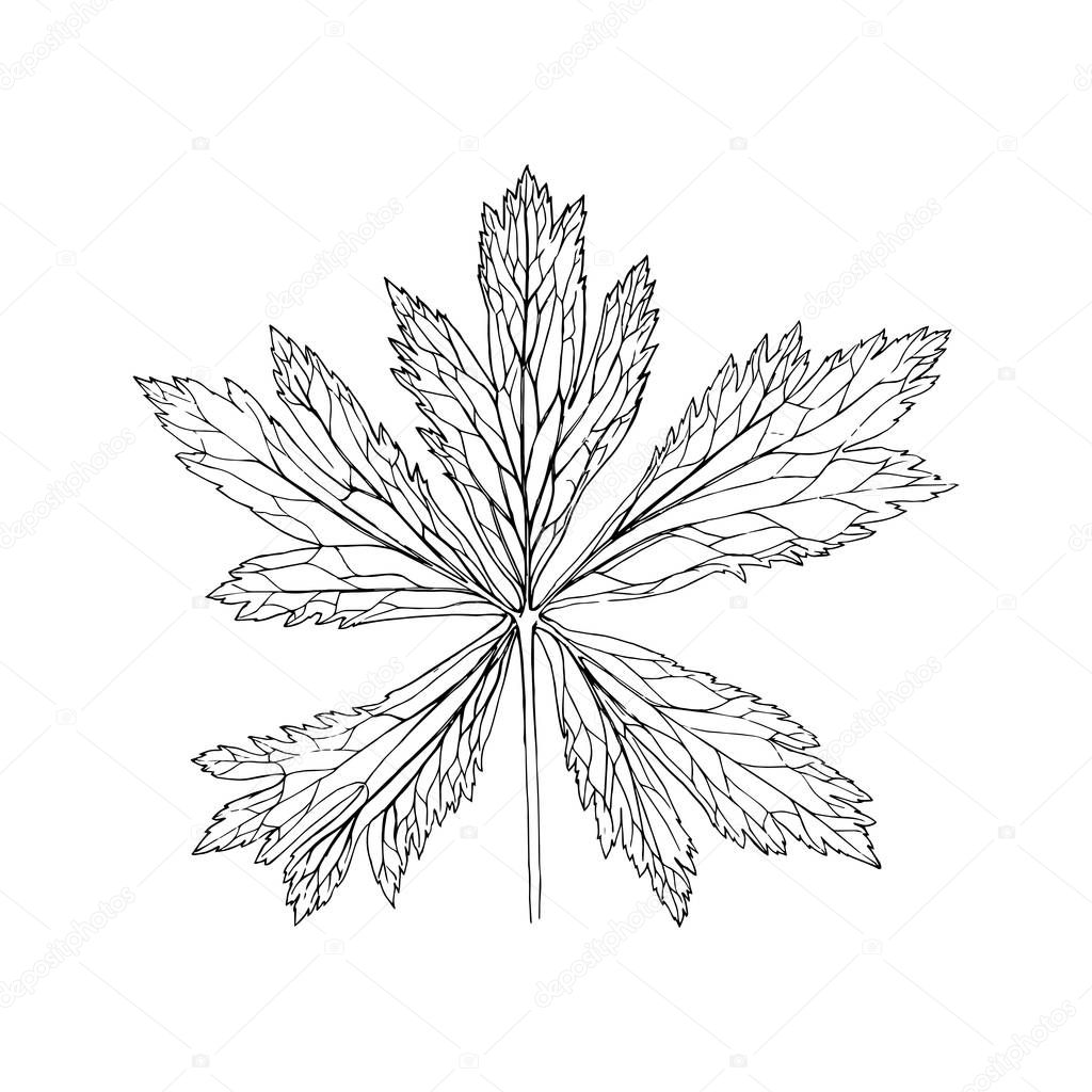 Vector Drawing Leaf Of Aconite Plant Painted Botanical Illustration Hand Drawn Floral Illustration Premium Vector In Adobe Illustrator Ai Ai Format Encapsulated Postscript Eps Eps Format