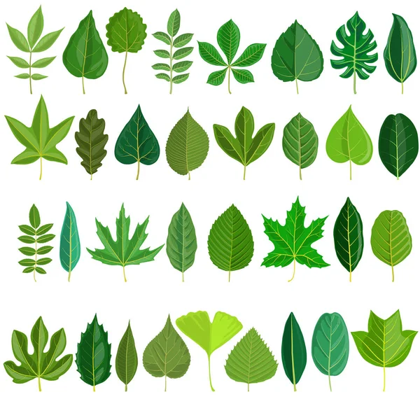 Vector set of tree leaves — Stock Vector