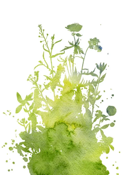 Sfondo con disegno di erbe e fiori — Foto Stock