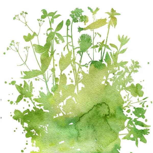 Tło z rysunku zioła i kwiaty — Zdjęcie stockowe