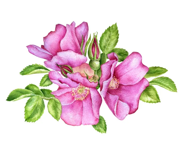 水彩画野生玫瑰 — 图库照片
