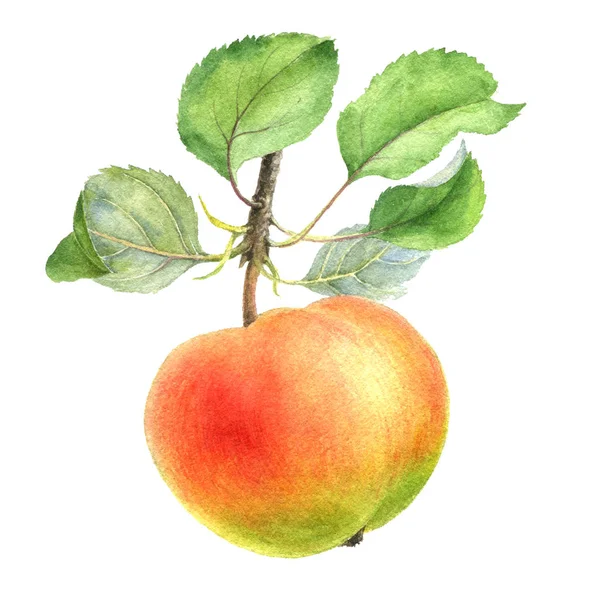 Suluboya çizim elması — Stok fotoğraf