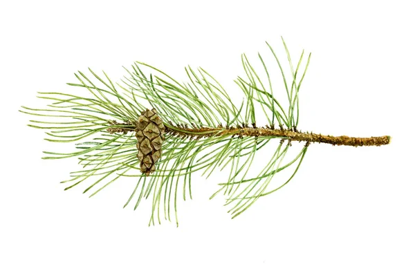 Pine branch with cone and green needles — Stock Photo, Image