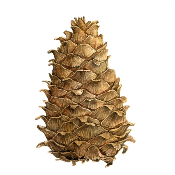 Cedar cone drawing in watercolor Stock Picture