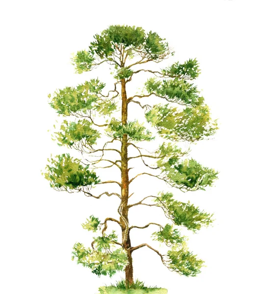 Watercolor drawing pine tree Stock Picture