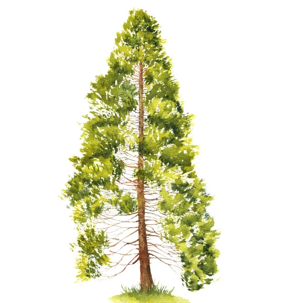 Watercolor drawing cedar tree Royalty Free Stock Images