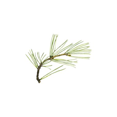 koni ve yeşil iğne ile çam dalı