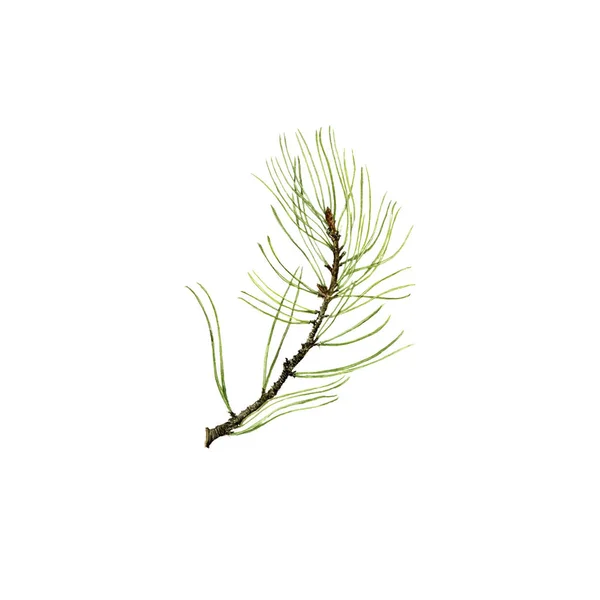 Pine gren med kon och gröna nålar — Stockfoto