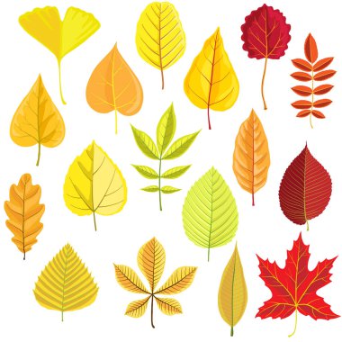 vektör ağaç yaprakları kümesi