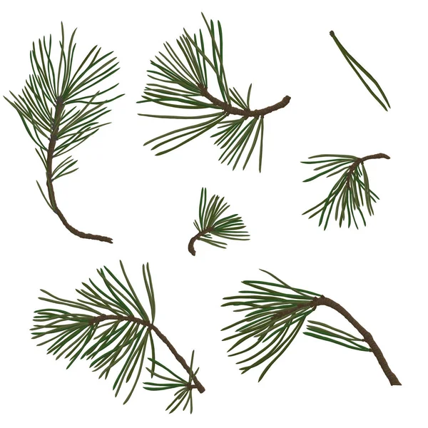 Ramas de pino con agujas verdes — Archivo Imágenes Vectoriales