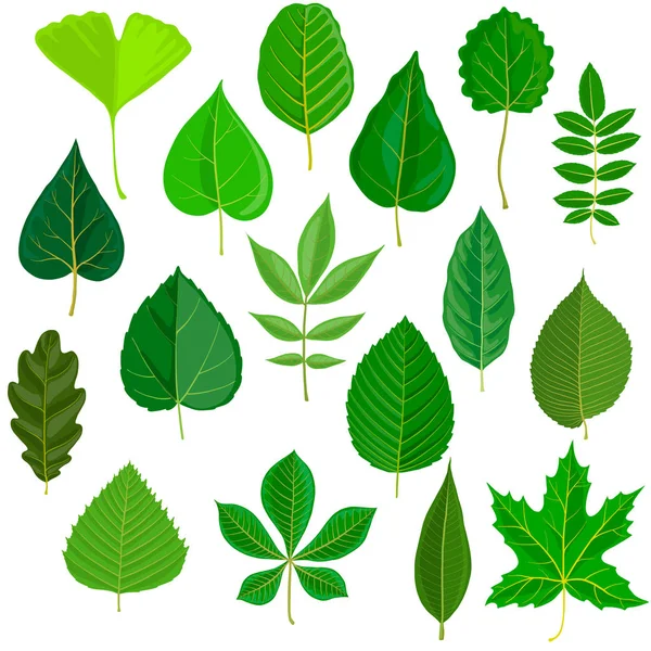 Vector set of tree leaves — Stock Vector
