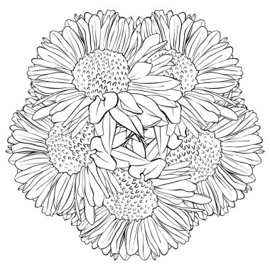 lily vektör çizim çiçek