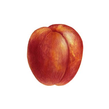 sulu boya çizim Kuru soğan