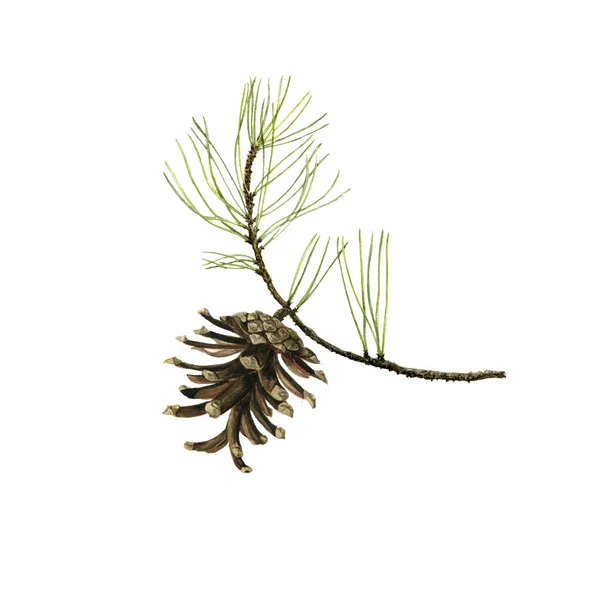 Pine branch with cone and green needles — Stock Photo, Image