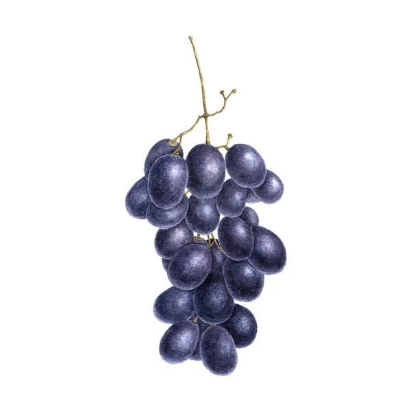 Czerwone winogrona rysunek w akwareli — Zdjęcie stockowe