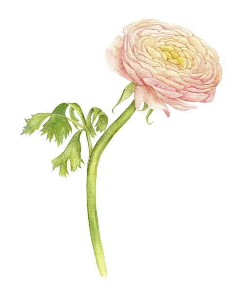 Watercolor drawing pink ranunculus — Stock Photo, Image