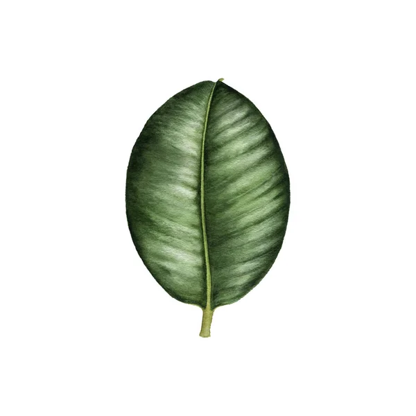 Акварель малювання листя — стокове фото