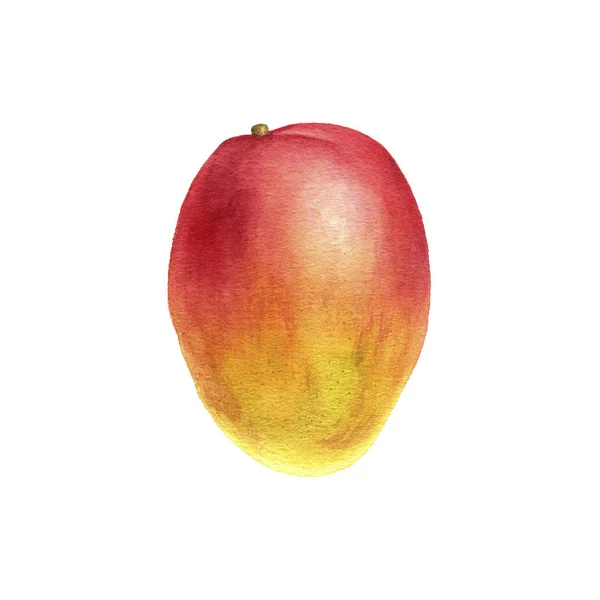 Akvarell ritning mango — Stockfoto
