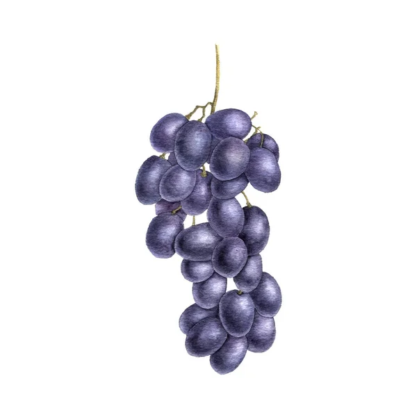 Czerwone winogrona rysunek w akwareli — Zdjęcie stockowe