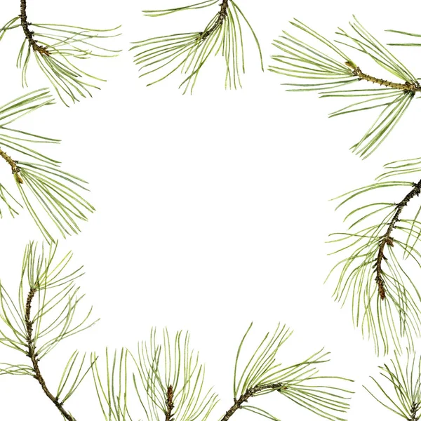 Pine branches with green needles Stock Picture