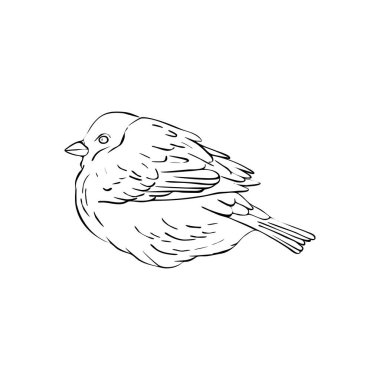 kuş ağaç dalında