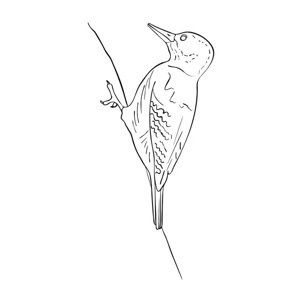 Fågel vid trädgren — Stock vektor