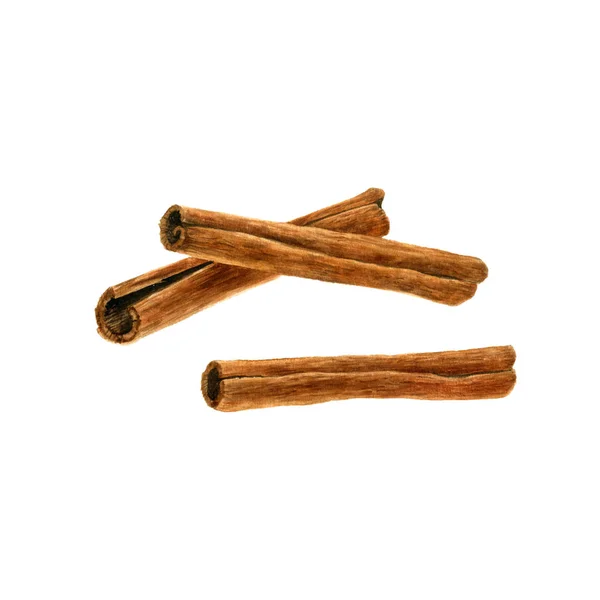 Cinnamon sticks drawing in watercolor — Stock Photo, Image