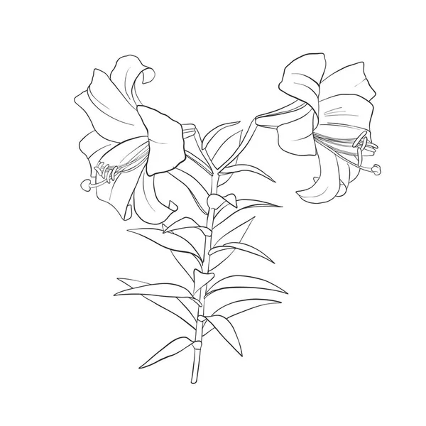 Vector dibujo flor — Archivo Imágenes Vectoriales
