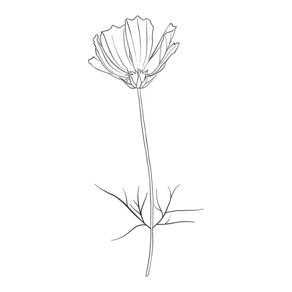 Vektor Zeichnung Blume des Kosmos — Stockvektor