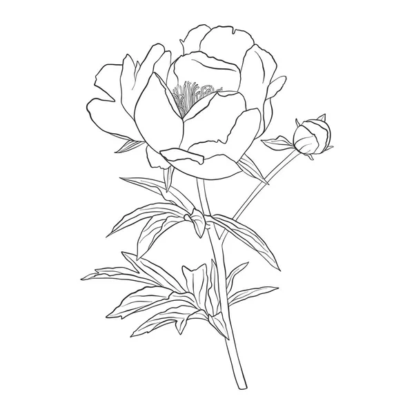 Vector tekening peony bloem — Stockvector