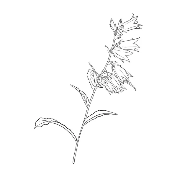 Vector drawing bell flower — Stock Vector