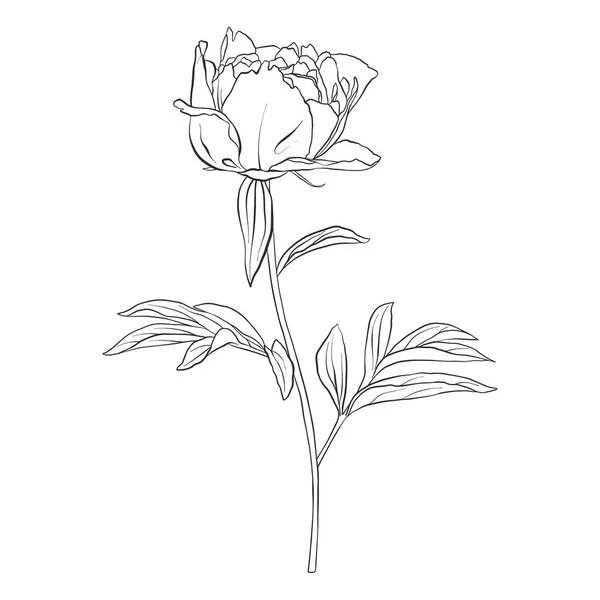 Vector tekening peony bloem — Stockvector