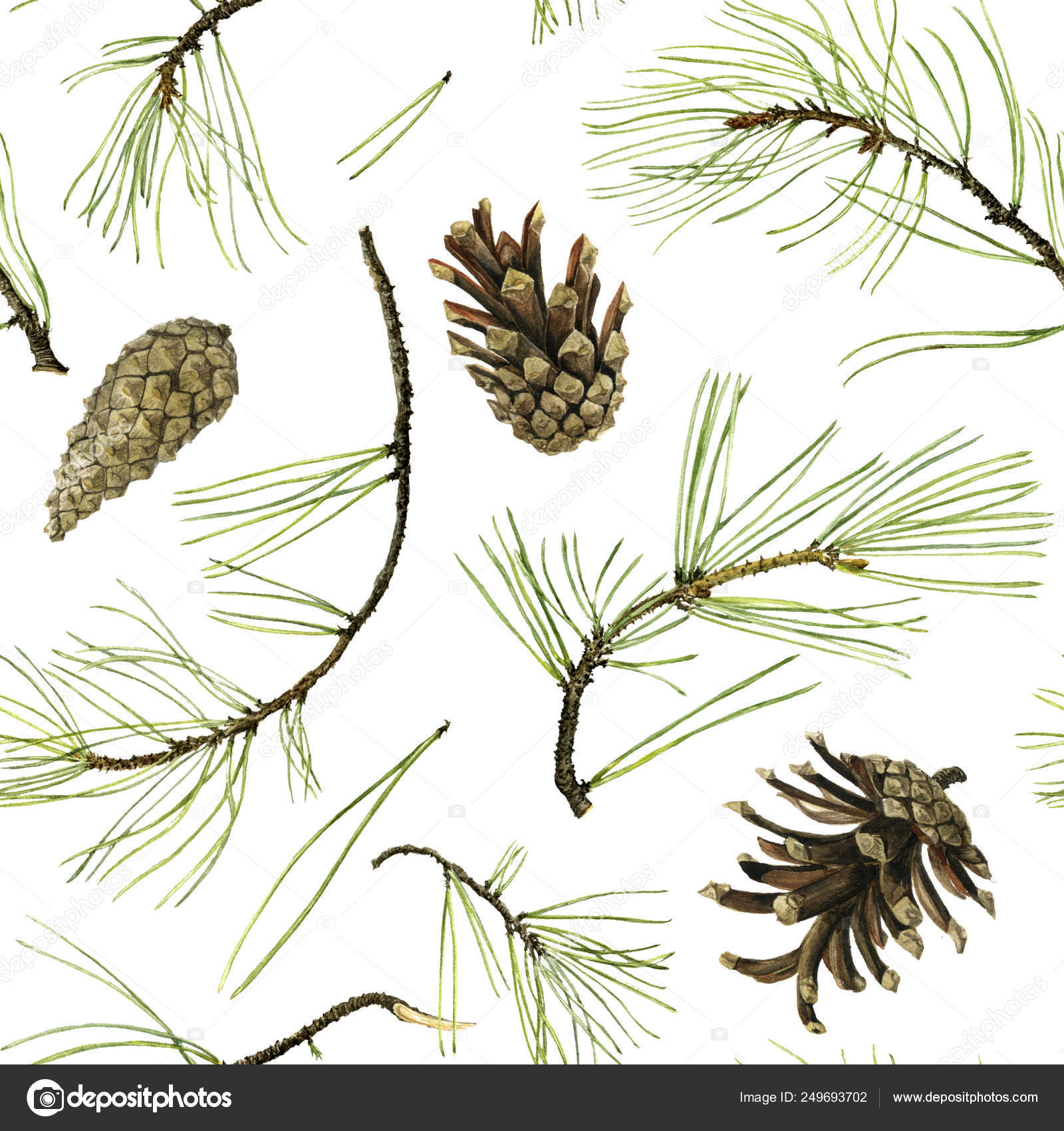 Businessman Confidential The above Pine cone drawing in watercolor Stock Photo by ©cat_arch_angel 249693702 Businessman Confidential The above Pine cone drawing in watercolor Stock Photo by ©cat_arch_angel 249693702