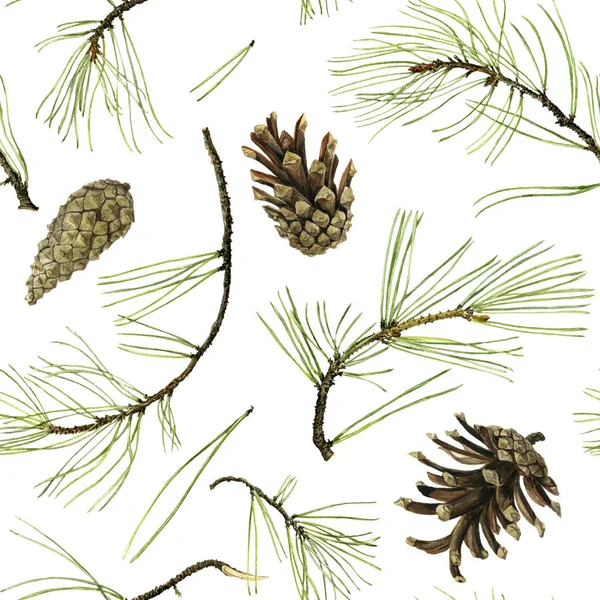 Pine cone drawing in watercolor — Stock Photo, Image