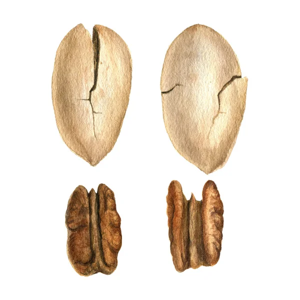 Akvarelu výkresu pekanové ořechy — Stock fotografie